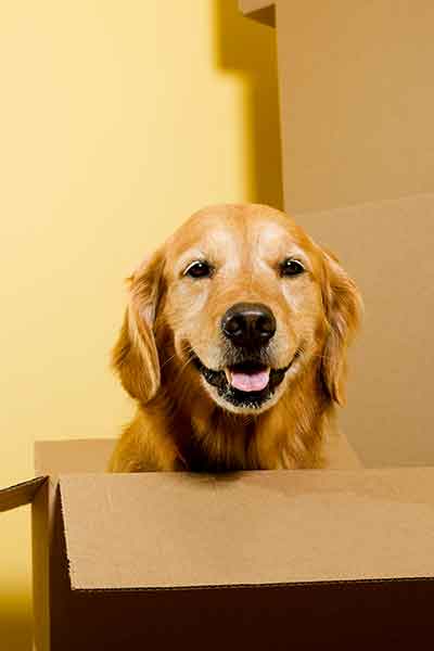 Removal-Services-2 House Removals Packing